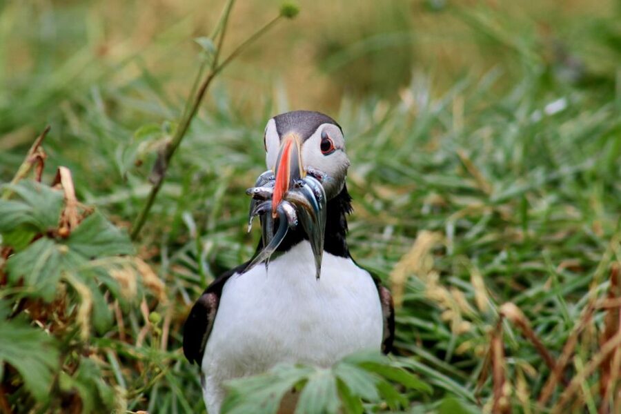 Reykjavik: 1-Hour Puffin Watching Tour - Yacht Ride Out, Setup for Sightings (and Comfort)