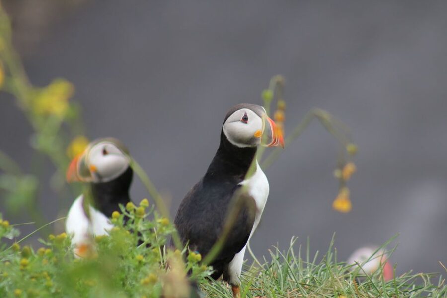 Reykjavik: 1-Hour Puffin Watching Tour - Meeting at Elding’s Ticket Office, What to Know Before You Go