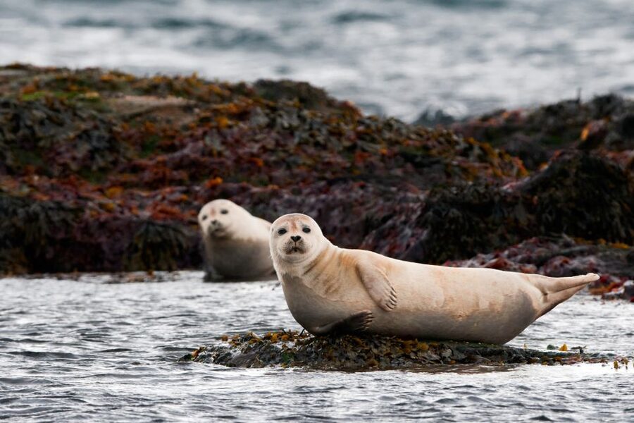 Reykjavik: 2-Day West Tour with Snæfellsnes & Silver Circle - Day 2 on Snæfellsnes: Seals at Ytri-Tunga, a 1903 Church, and Kirkjufell