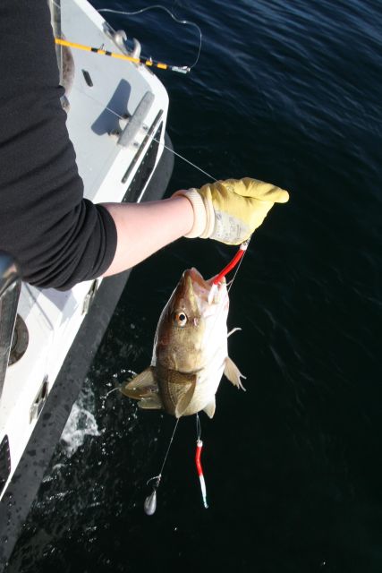 Reykjavik: 3-Hour Sea Angling Gourmet Experience Tour - The Bottom Line: Should You Book the Sea Angling Gourmet Experience?