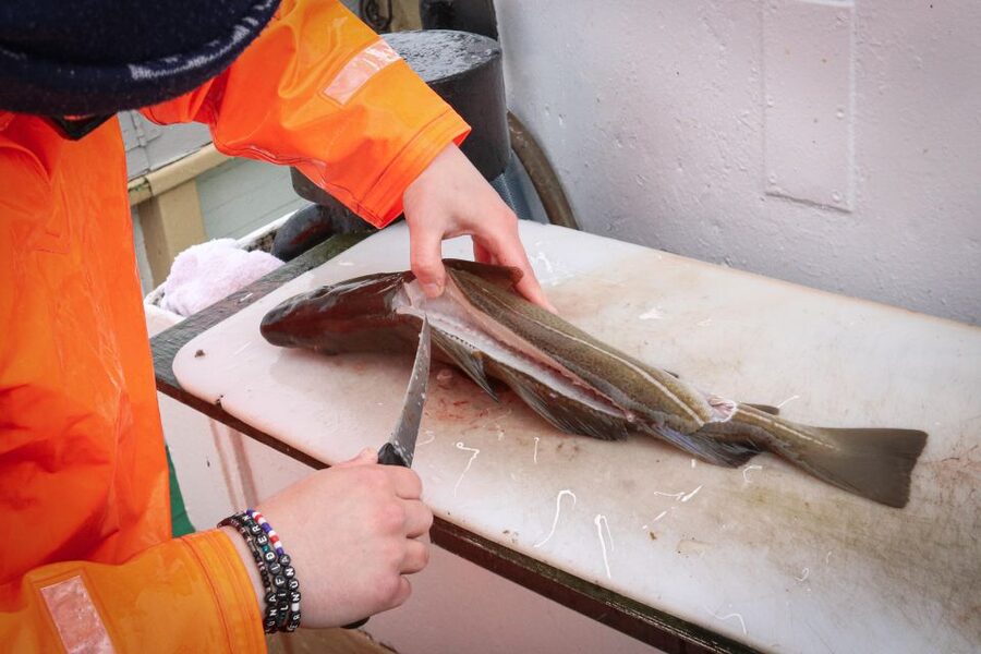 Reykjavik: 3-Hour Sea Angling Gourmet Experience Tour - Fishing in Faxaflói, and Why the Species List Matters