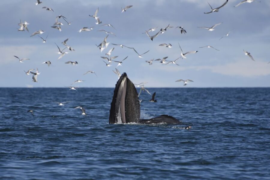 Reykjavik: ATV Ride & Whale Watching Boat Tour - Key highlights to expect