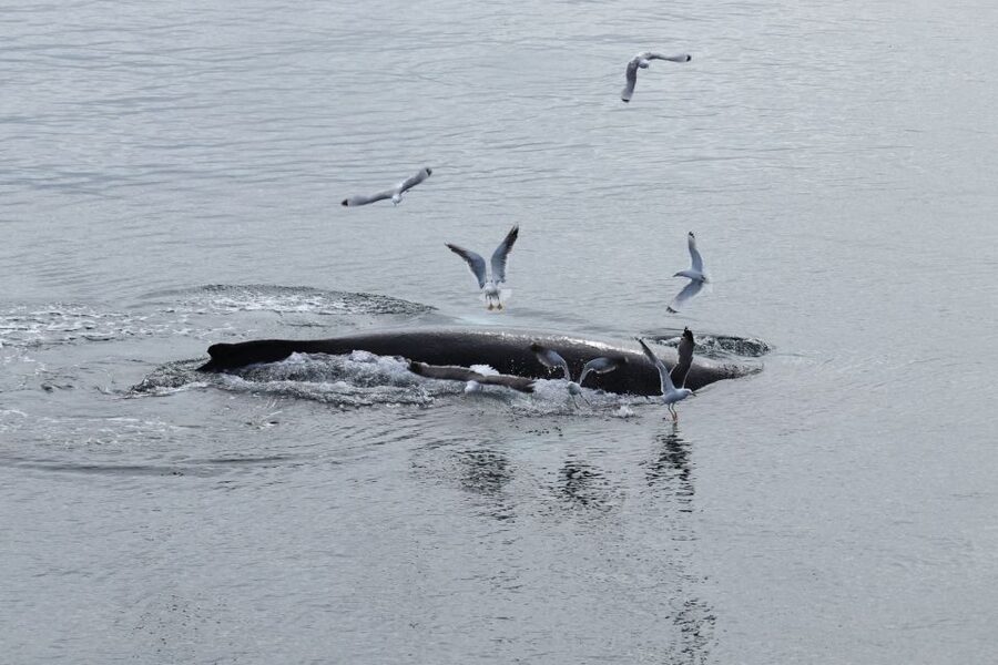 Reykjavik: Best Value Whale Watching Boat Tour - Meeting at Geirsgata 11: how to start smoothly
