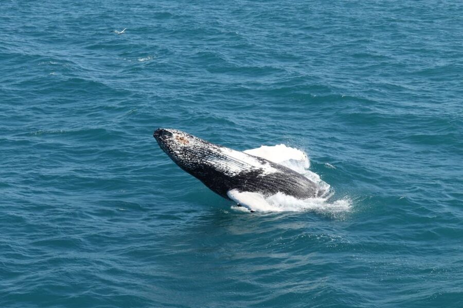 Reykjavik: Best Value Whale Watching Boat Tour - Faxaflói Bay cruising: what you can realistically expect to see