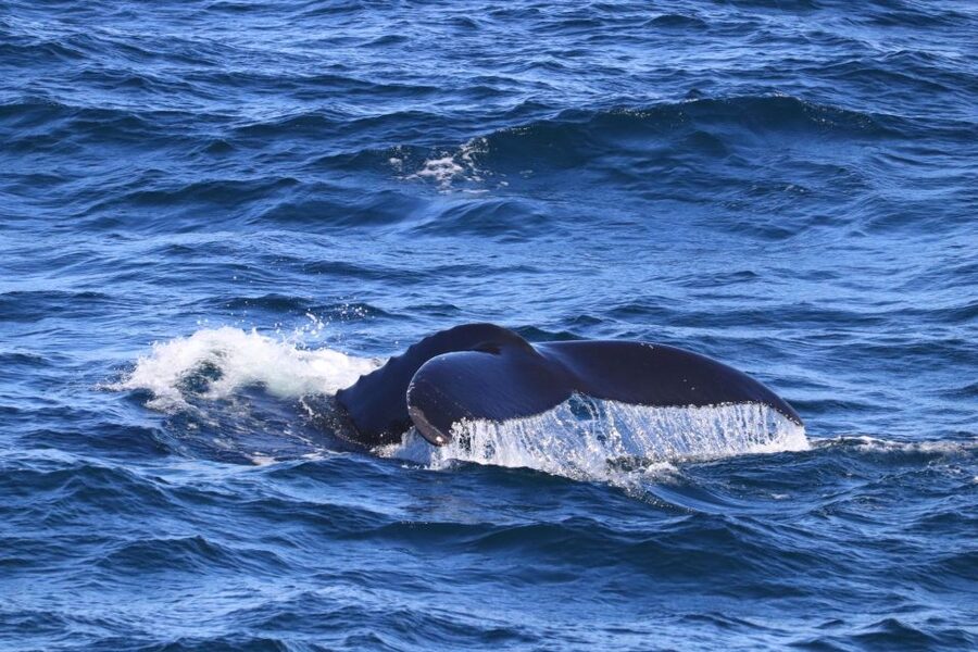 Reykjavik: Best Value Whale Watching Boat Tour - The guide matters: respectful whale watching and how spotting works