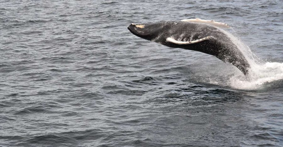 Reykjavik: Best Value Whale Watching Boat Tour - What about the weather: cold, wind, and seasickness reality