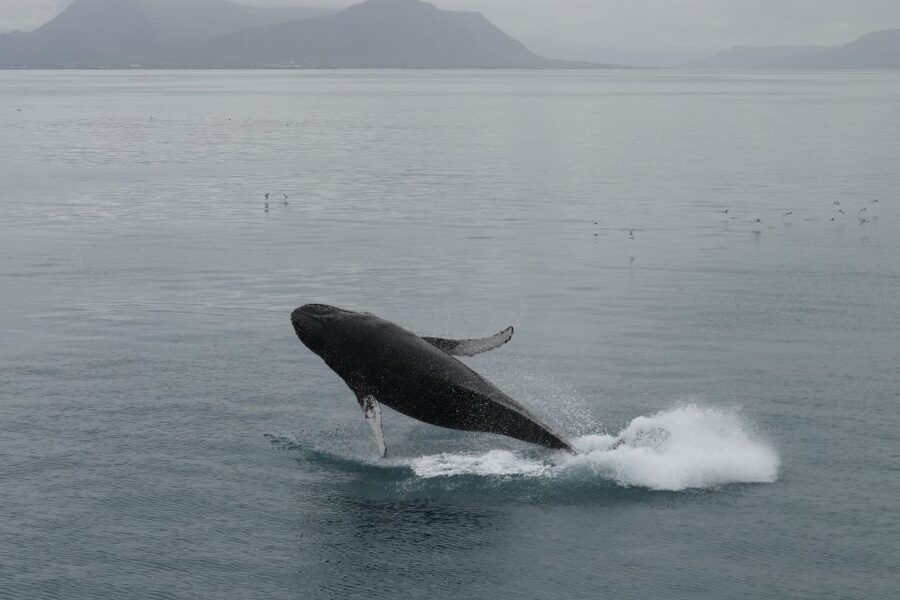 Reykjavik: Best Value Whale Watching Boat Tour - Onboard bar, Wi-Fi, and where to spend money wisely