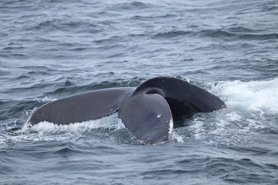 Reykjavik: Best Value Whale Watching Boat Tour - Group size, boat setup, and why this tour feels easy to manage