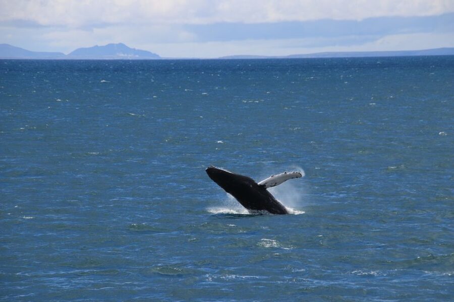 Reykjavik: Best Value Whale Watching Boat Tour - Should you book this Reykjavik whale watching tour?