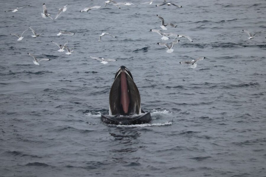 Reykjavik: Best Value Whale Watching Boat Tour - The boat experience before whales: heated cabins, overalls, and comfort tricks