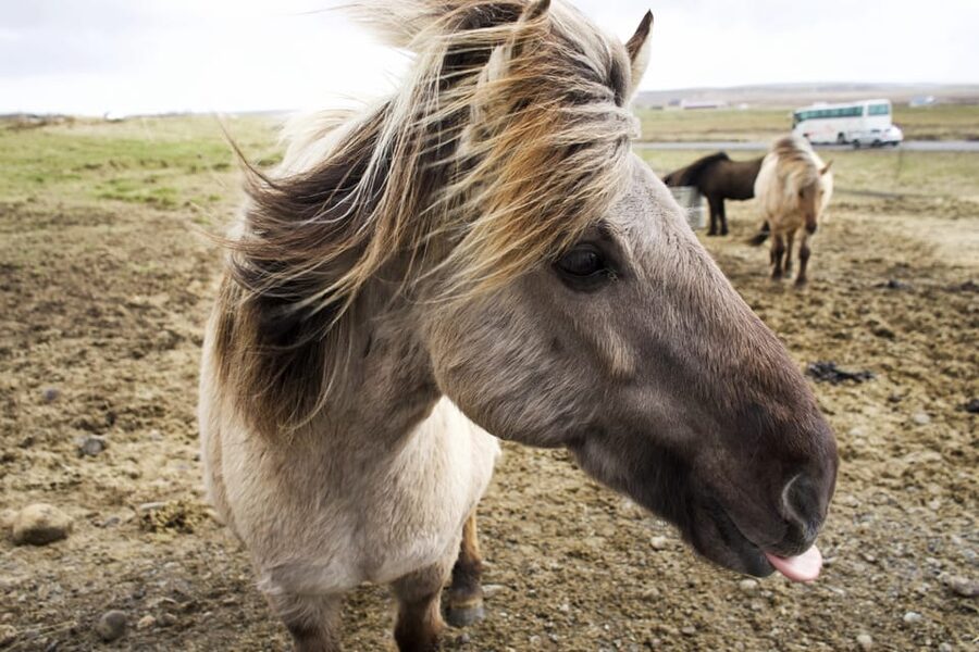 Reykjavik Combo: Horse Riding & Snorkeling in Silfra Fissure - Laxnes Horse Farm trek: sure-footed Icelandic horses and a slower pace