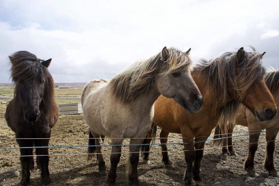 Reykjavik Combo: Horse Riding & Snorkeling in Silfra Fissure - Who should book this, and who should skip it