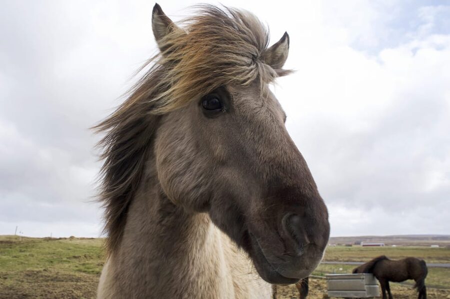 Reykjavik Combo: Horse Riding & Snorkeling in Silfra Fissure - Staying warm and safe in the cold water (this matters more than gear)