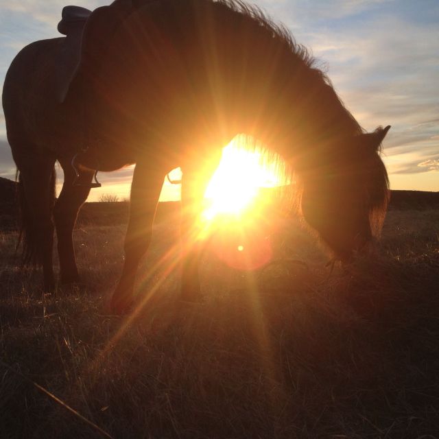 Reykjavik: Evening Sleipnir Horse Riding Tour with Pickup - Horses, Tack, and Safety for Real People
