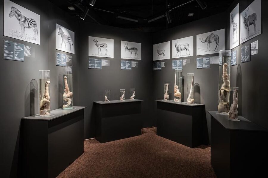 Reykjavik: Icelandic Phallological Museum Entry Ticket - Key Things to Know Before You Go