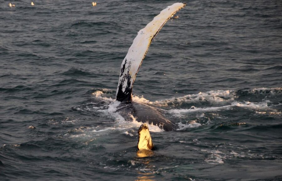 Reykjavík: Midnight Sun Whale Watching Cruise - Key things that make this cruise worth your night