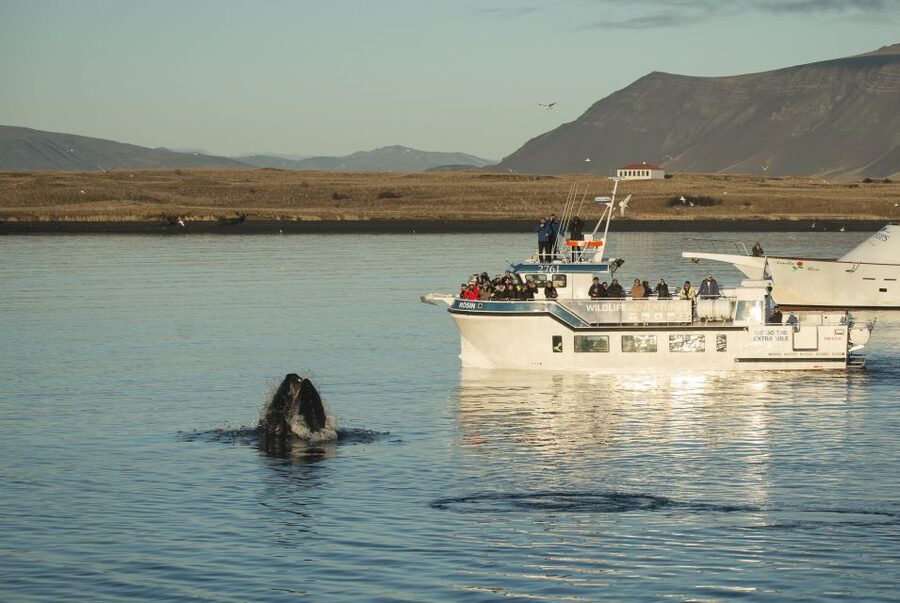 Reykjavík: Midnight Sun Whale Watching Cruise - Boarding Rósin at Reykjavík Old Harbour, 9 PM to just before midnight