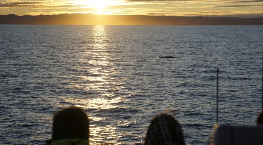 Reykjavík: Midnight Sun Whale Watching Cruise - Timing and success odds: when you should hope, and when you should plan