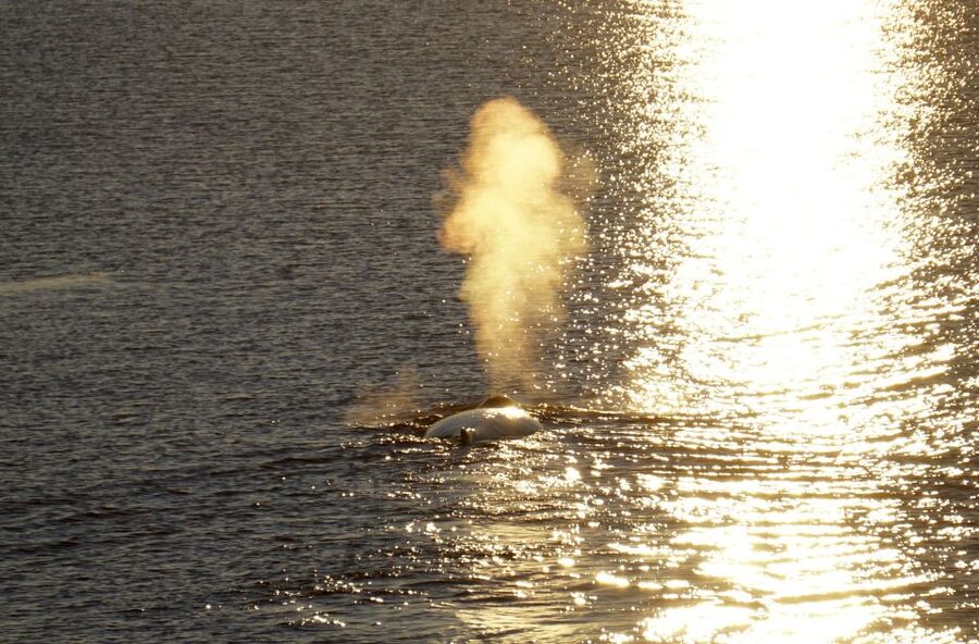 Reykjavík: Midnight Sun Whale Watching Cruise - What to bring: warm clothing even when overalls are included