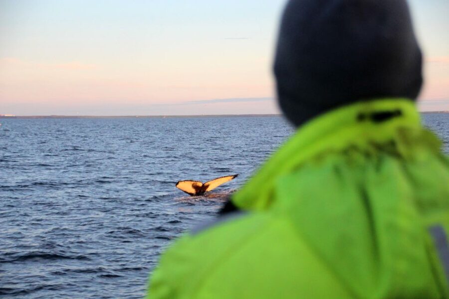 Reykjavík: Midnight Sun Whale Watching Cruise - Who this cruise suits best, and who should think twice