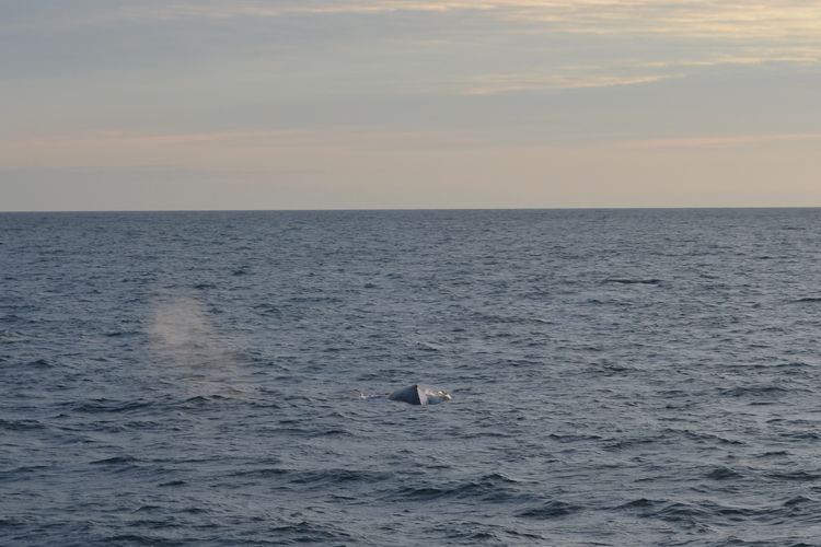Reykjavik: Midnight Sun Whale Watching Tour - On board for 3 hours: overalls, WiFi, and the troubadour vibe