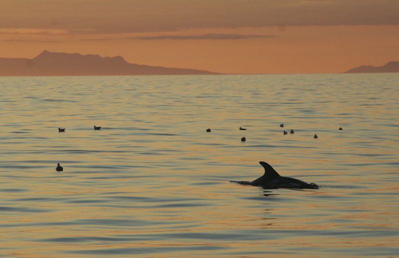 Reykjavik: Midnight Sun Whale Watching Tour - Scheduling your evening: when to arrive and where to stand