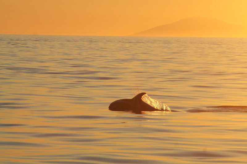 Reykjavik: Midnight Sun Whale Watching Tour - Who this tour fits best, and who might want to rethink