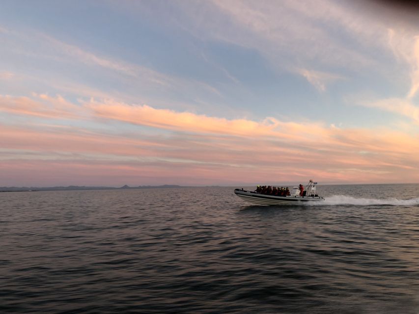 Reykjavik: Premium Whale and Puffin Watching Evening Tour - Midnight Sun at Full Speed, Then Wildlife in Close Range