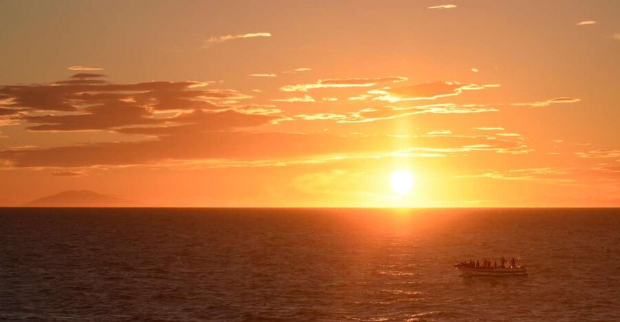 Reykjavik: Premium Whale and Puffin Watching Evening Tour - The RIB Experience: Small Boat Energy, Big-Wildlife Odds
