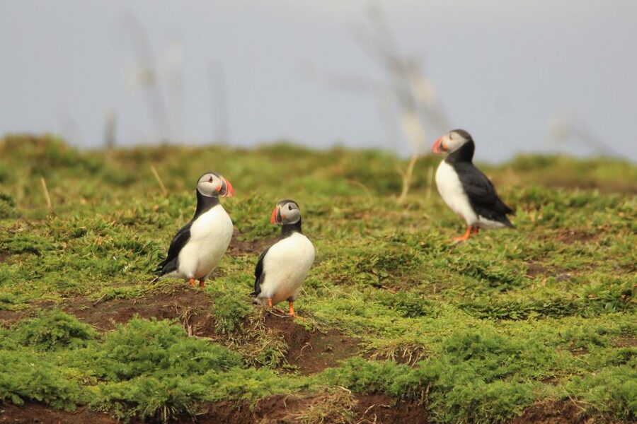 Reykjavik: Premium Whale and Puffin Watching Evening Tour - The Wildlife Plan: Puffins First, Then Whales and Dolphins