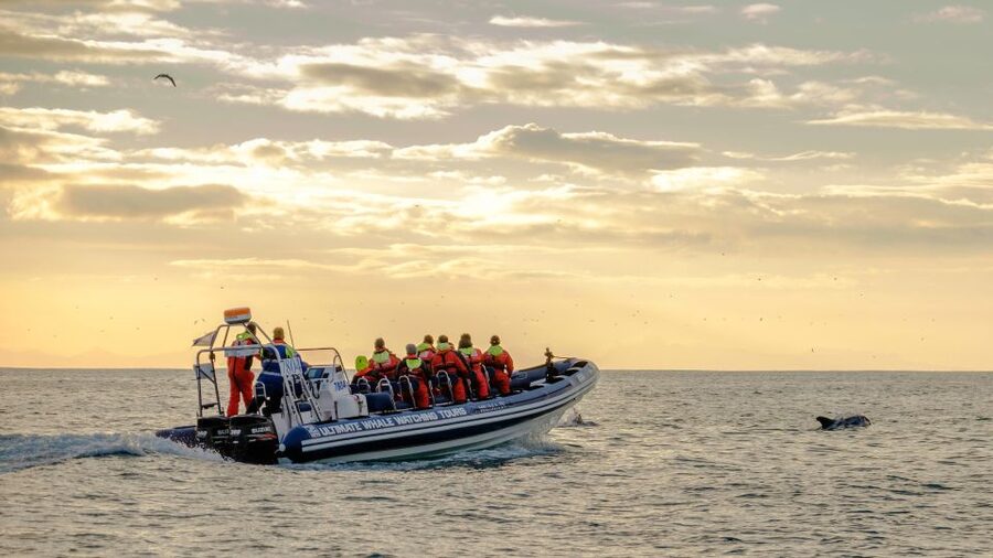 Reykjavik: Premium Whale and Puffin Watching Evening Tour - Group Size and Guide Style: Why Small Matters