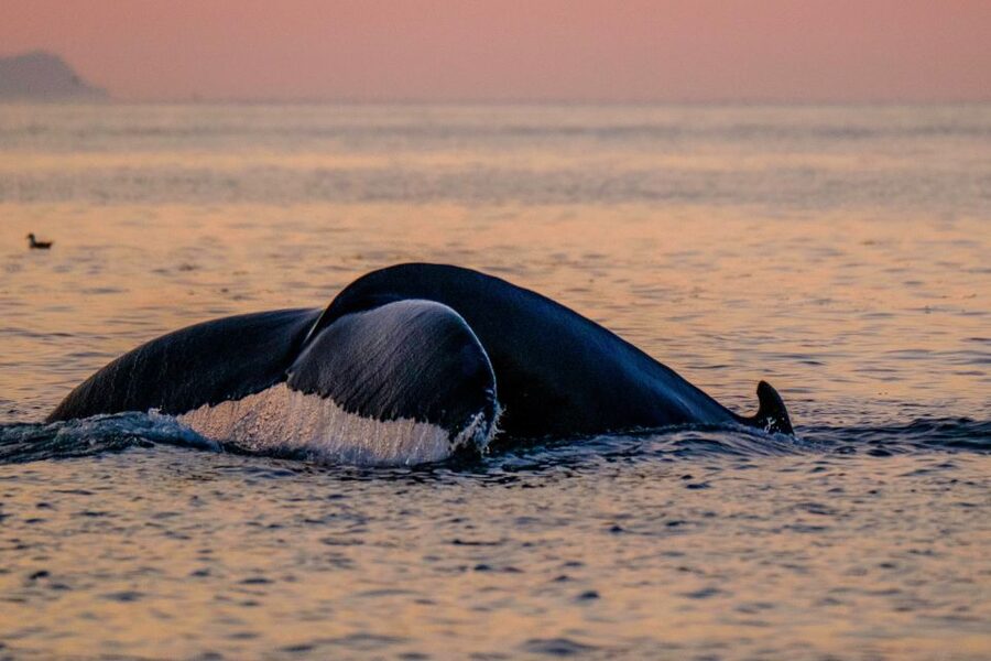 Reykjavik: Premium Whale and Puffin Watching Evening Tour - Price and Value: Is $200 Worth It for 2 Hours?