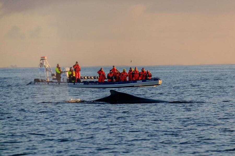 Reykjavik: Premium Whale Watching with Flexible Ticket - Key Highlights at a Glance