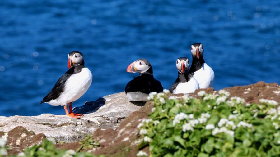 Reykjavik: Premium Whale Watching with Flexible Ticket - Premium RIB Whale Watching From Reykjavik Old Harbour