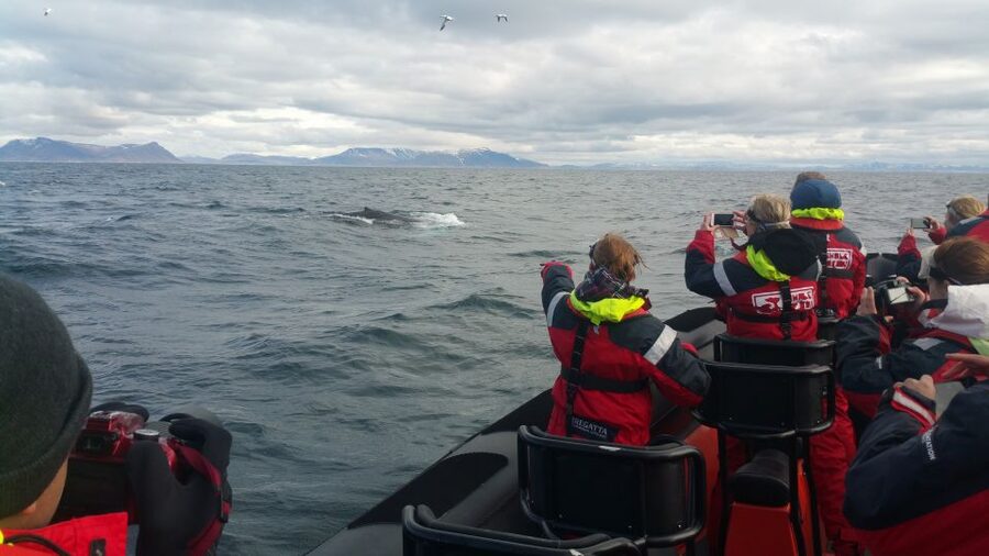 Reykjavik: Premium Whale Watching with Flexible Ticket - Puffin Watching in May to August, Right by Reykjavik