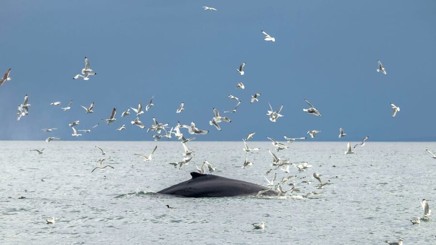 Reykjavik: Premium Whale Watching with Flexible Ticket - The Return Ride Along Reykjavik Shoreline
