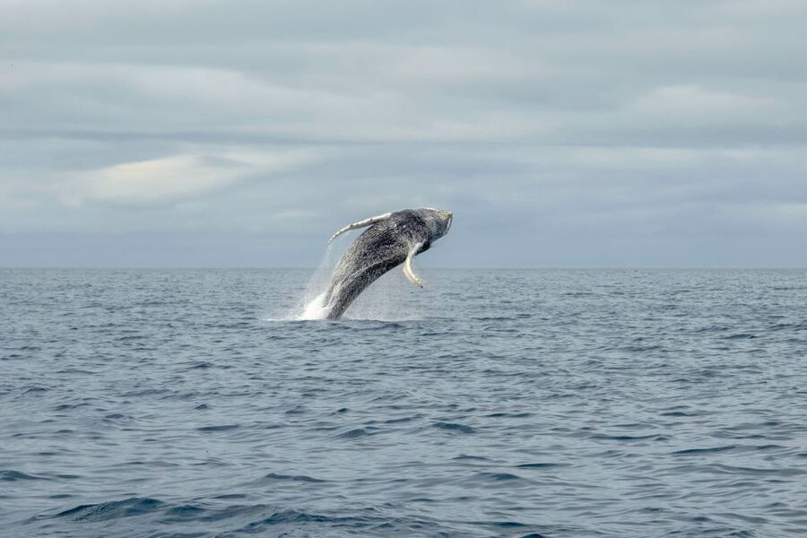 Reykjavik: Premium Whale Watching with Flexible Ticket - Price and Value, Including the Flexible Ticket Safety Net