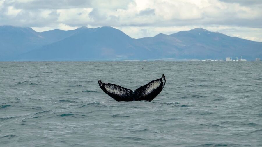 Reykjavik: Premium Whale Watching with Flexible Ticket - Practical Tips Before You Go, What to Wear and Bring