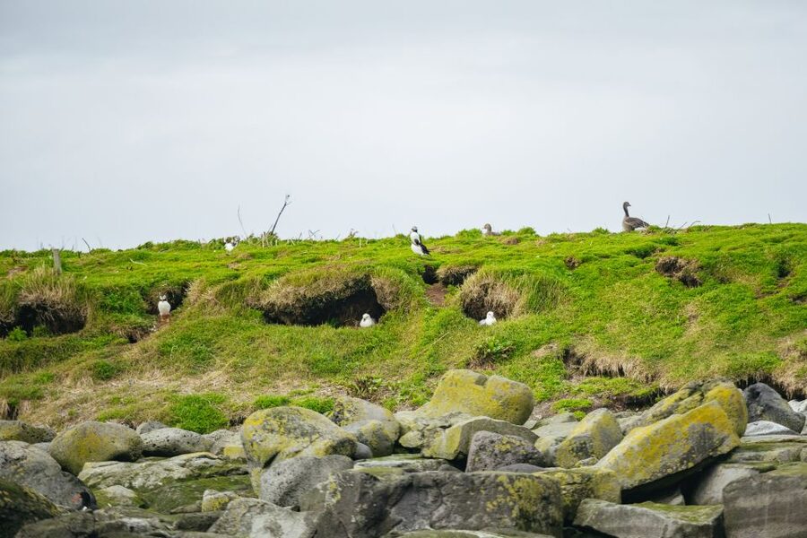 Reykjavik: Puffin Watching Boat Tour - Puffins, Not Promises: What You Actually See Up Close