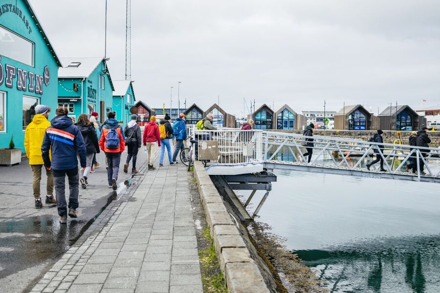 Reykjavik: Puffin Watching Boat Tour - Other Birds You Might See Along the Way
