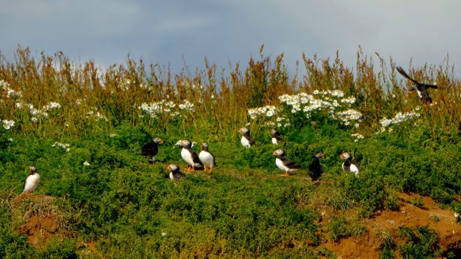 Reykjavik: Puffin Watching Tour - What the 1-hour format gets right (and what it leaves out)
