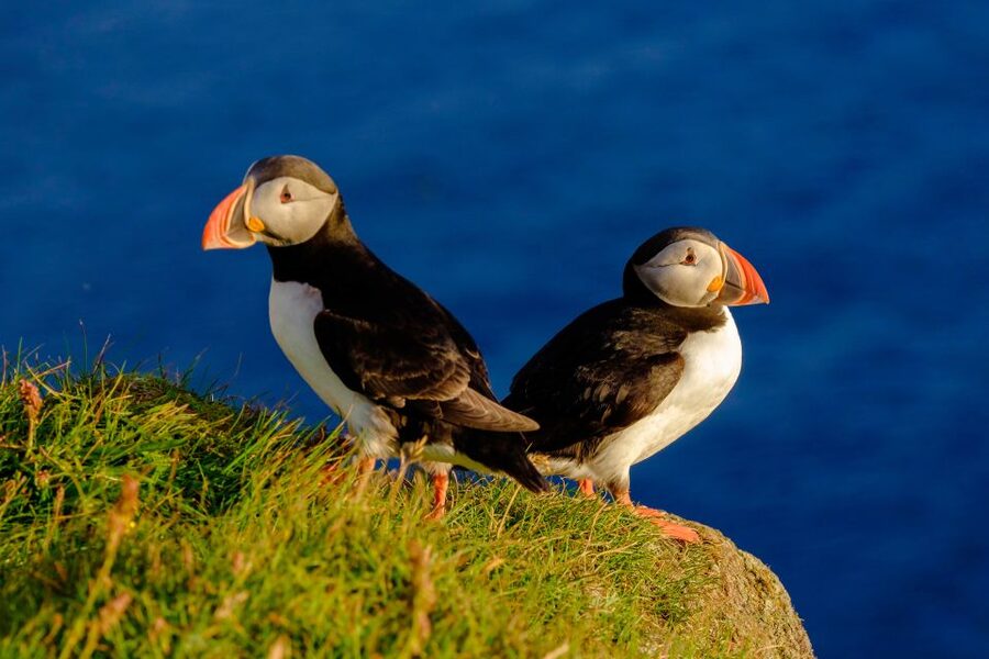 Reykjavik: Puffin Watching Tour - Why Reykjavik’s Puffins Are Worth a Boat Trip