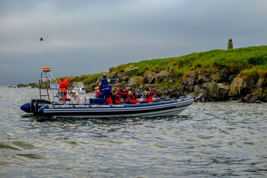 Reykjavik: Puffin Watching Tour - Best Time for Puffins Outside Reykjavik (And Why Dates Change the Odds)