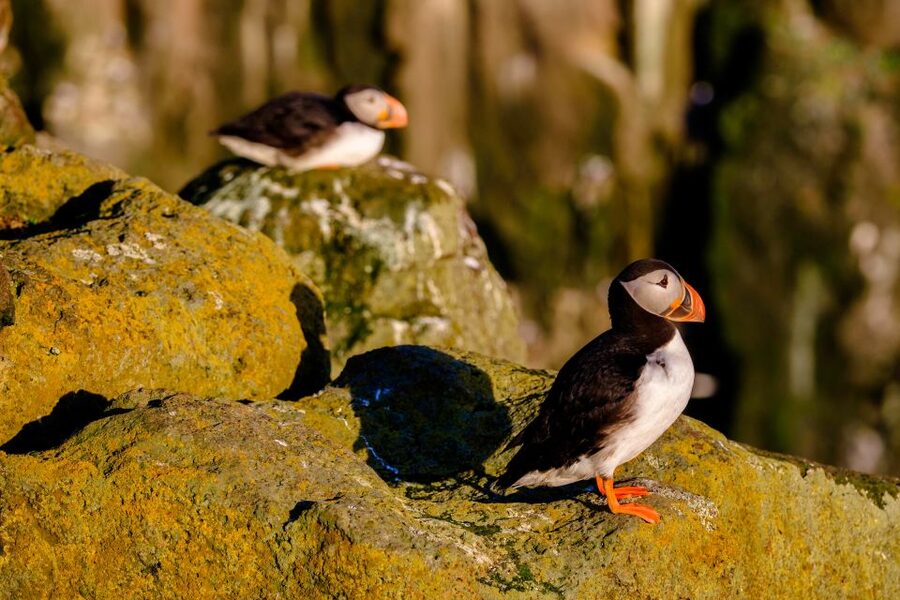 Reykjavik: Puffin Watching Tour - Comfort on the Water: Clothing, Cameras, and Sea-Air Reality