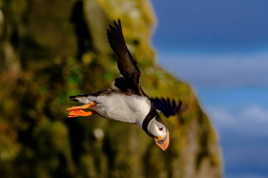 Reykjavik: Puffin Watching Tour - Weather, comfort, and who should skip this tour