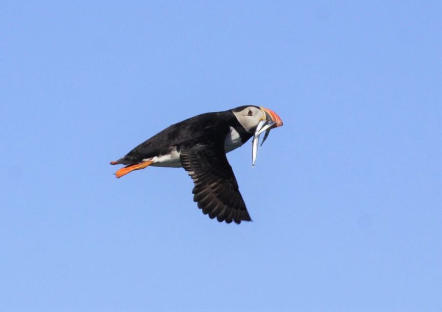 Reykjavik: Puffin Watching Tour - Price and value: what $101 gets you in Reykjavik