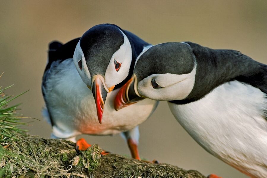 Reykjavik: Puffin Watching Tour by RIB Speedboat - Photography Reality Check (And How to Make It Easier)
