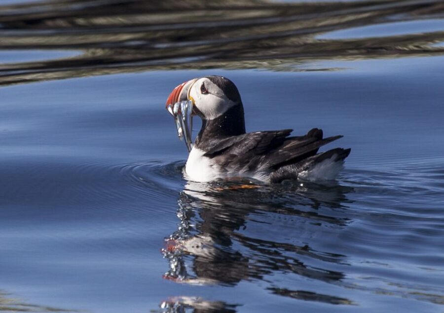 Reykjavik: Puffin Watching Tour by RIB Speedboat - The One-Hour Plan That Respects Your Time