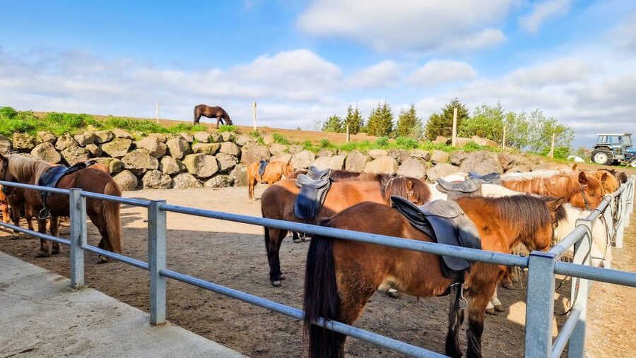Reykjavik: Red Lava Horse Riding Tour - What You’ll See on the Ride, and Where Photos Fit In