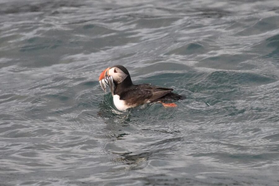 Reykjavík: RIB Speed-Boat Puffin Watching Tour - Puffins in Iceland: the reason this trip matters near Reykjavík